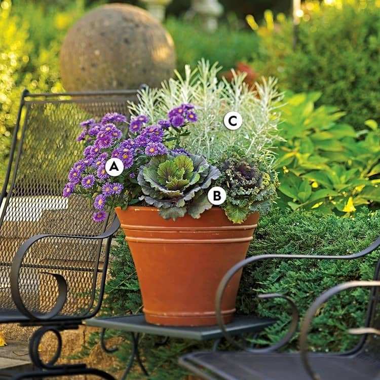 výsadba byliniek do vedier s asterami a okrasnou kapustou