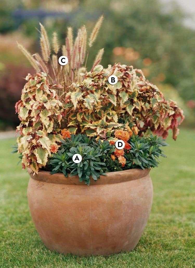 jesenné rastliny v oranžovo zelenej a hnedej