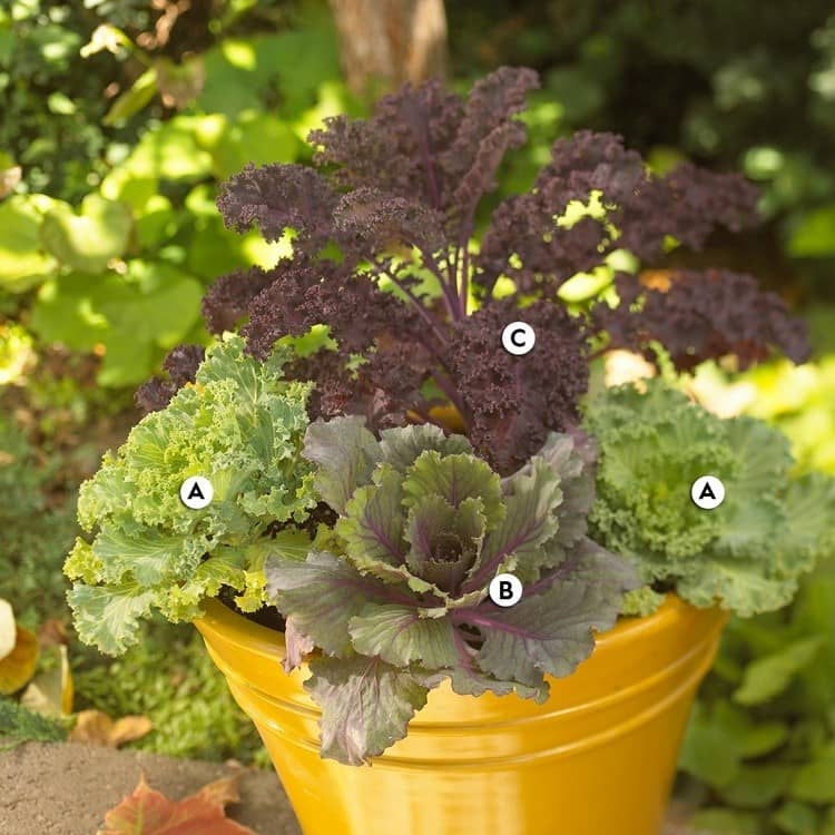 nápad na jesennú výsadbu - kel a okrasná kapusta v žltom kvetináči