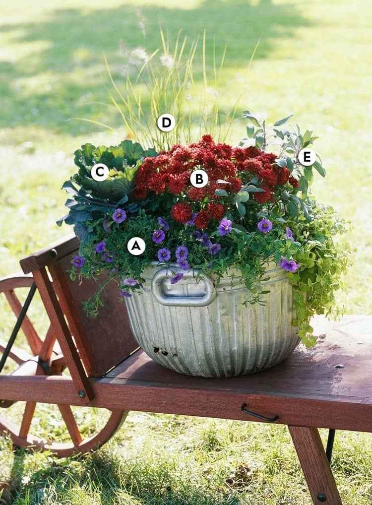 Jesenná výsadba s fialovými a červenými kvetmi