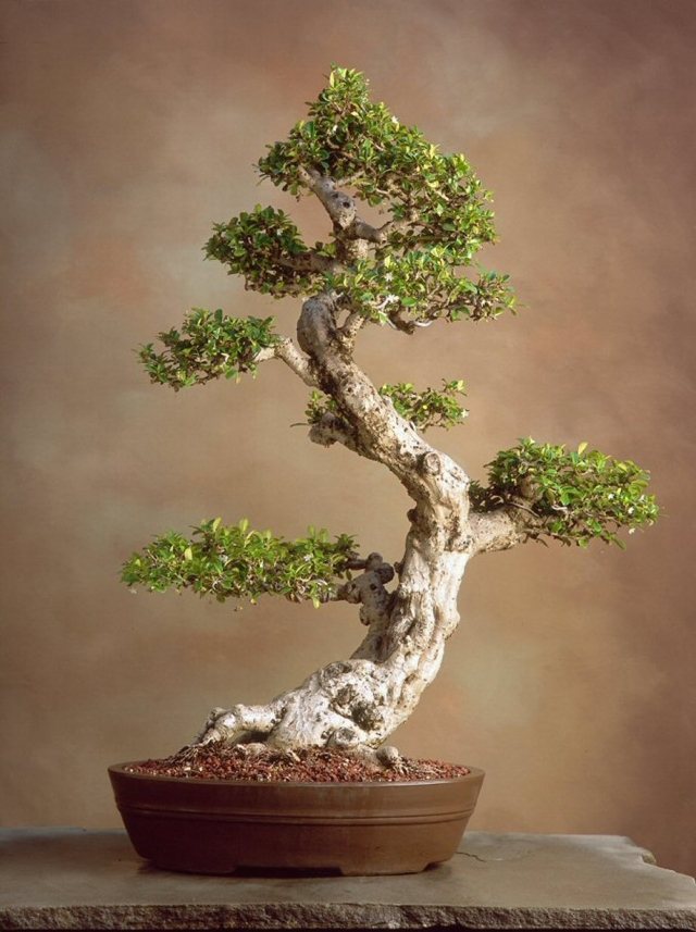 bonsai strom malá záhrada nápad miesto krásy