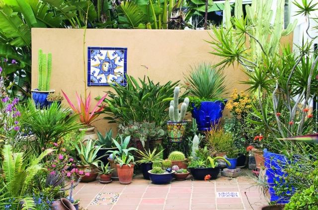 črepníkové rastliny malé záhradné kaktusy suché rastliny