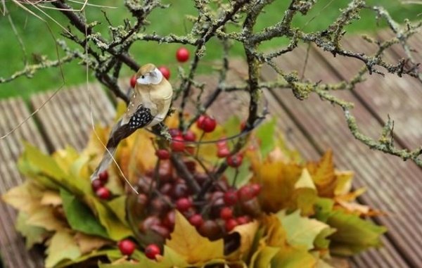 jesenné usporiadanie záhonové listy šípky vetvičky malé vtáčiky jesenné usporiadanie záhonové listy šípky vetvičky malé vtáčiky