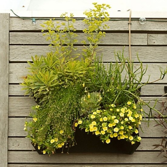 nápady žltých kvetov na zriadenie malej záhrady