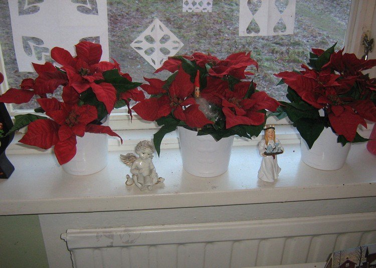 červené vianočné hviezdy v bielych vedrách a postavy anjelov parapet-dekoracia-vnutorne-vianoce-cervene-poinsettie-rastliny-biele-hrnce