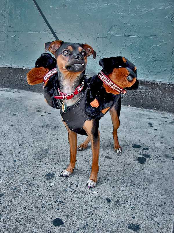 kostým cerberus pes halloween kostým vtipný nápad plyšové hračky halloween kostým cerberus pes vtipný nápad