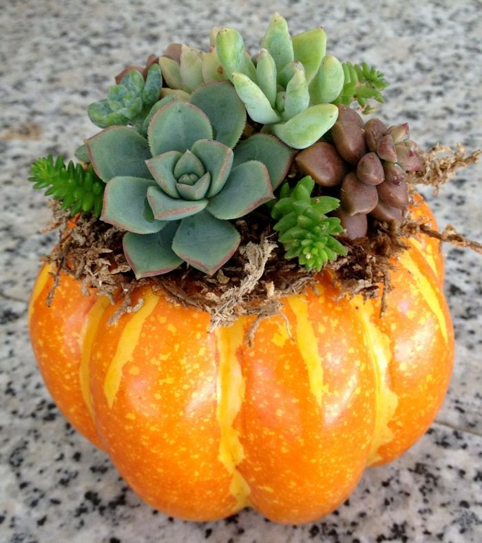 Tekvica sukulentné rastliny Kvetináč Halloween záhrada dekorácií