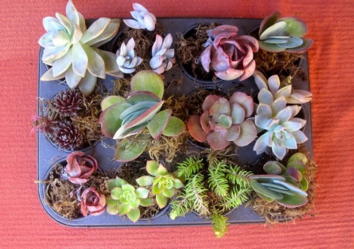 Originálny kvetináč s muffinovým pekáčom na šťavnaté rastliny