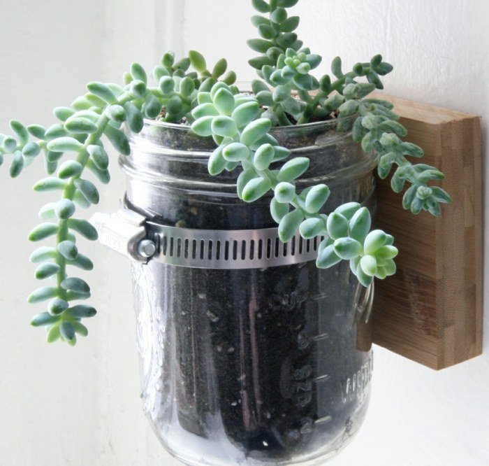 sukulentné rastliny murár jar záhradný kvetináč nápady stena