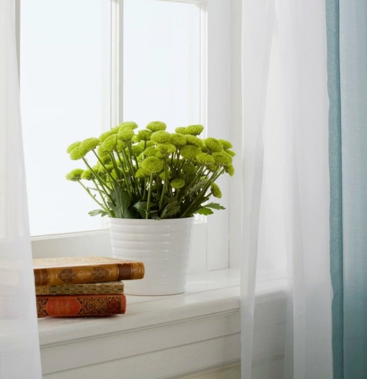 Nápad na dekoráciu parapetu vyrobeného zo zelených kvetov deco okenný parapet biely kvetináč zelené rastlinné závesy pekné