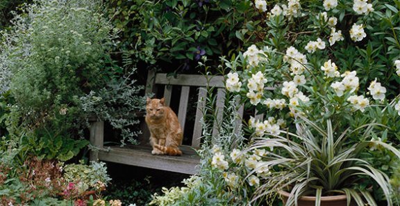 Tipy pre začiatočníkov, ako sa vyhnúť chybám v záhrade Tipy pre začiatočníkov v krajinnej architektúre Vyhnite sa chybám v záhradníctve