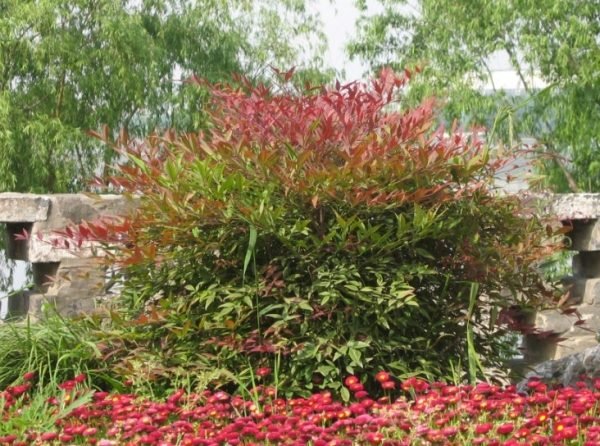 Trvalky Kroviny Kvety Tipy na kroviny Terénne úpravy Trvalky kríky-kvetinové kríky nápady terénne úpravy