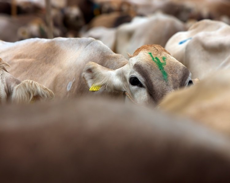 Alternatívy k hovädzej koži sú stále viac žiadané
