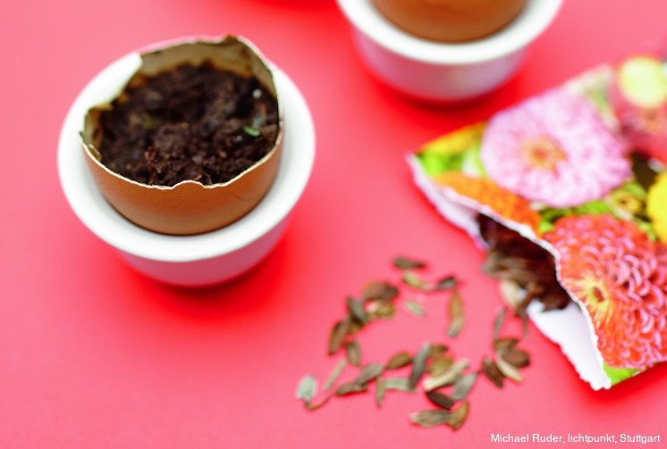 Natiahnite semená do vaječnej škrupiny