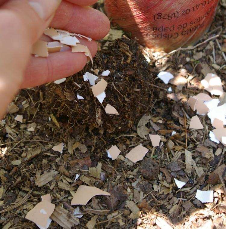 Zlepšenie pôdy-záhradné zdroje-tipy-vaječné škrupiny-využitie