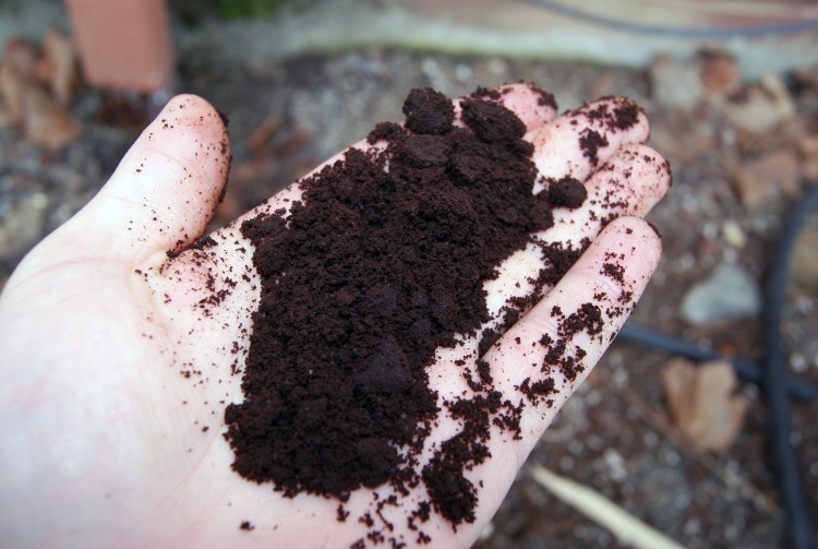 Zlepšenie pôdy-záhrada-tipy-tipy-kávová usadenina