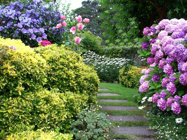 chodník nášľapné kamene hortenzie vinca major vždyzelené chodník nášľapné kamene rastliny hortenzie vždyzelené