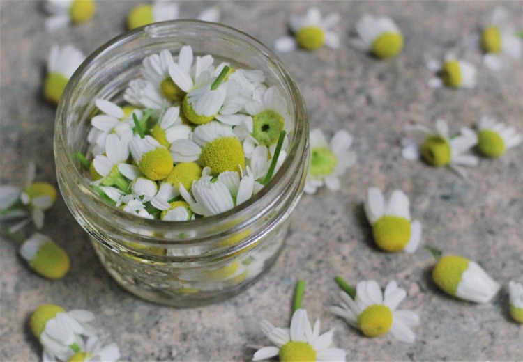 Byliny Liečivé rastliny Harmanček vzájomný účinok