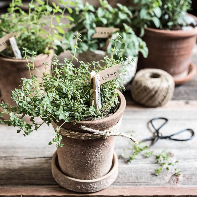 Bylinky, liečivé rastliny, natiahnite tymian v kvetináči