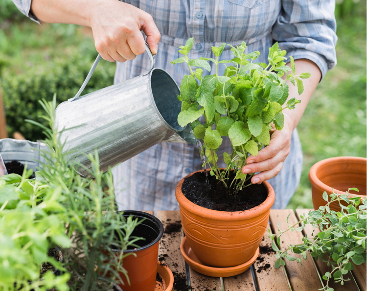 bylinky liečivé rastliny v hrnci mäta pieporná žalúdočné ťažkosti