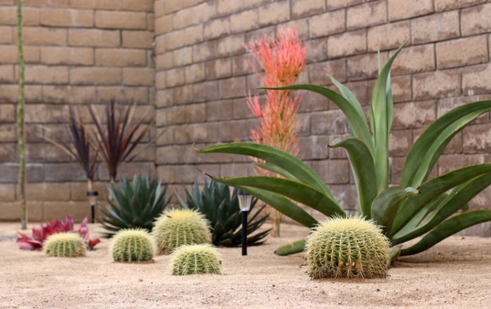 Agave-Vilmoriniana-nápady-tolerantné voči suchu-závod-dizajn