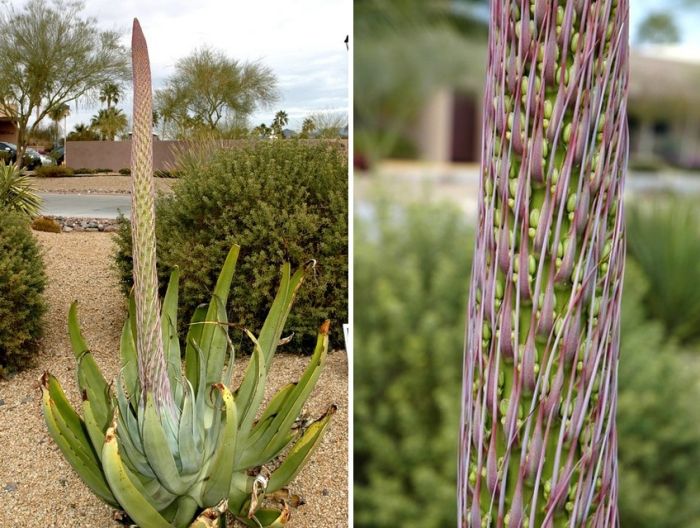 Chobotnica-agáve-sucho-tolerantná-záhrada-mexičan-sukulentná