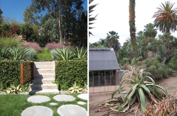 mexický-sukulentný-na-suchú záhradu-agáve-druh-tropický