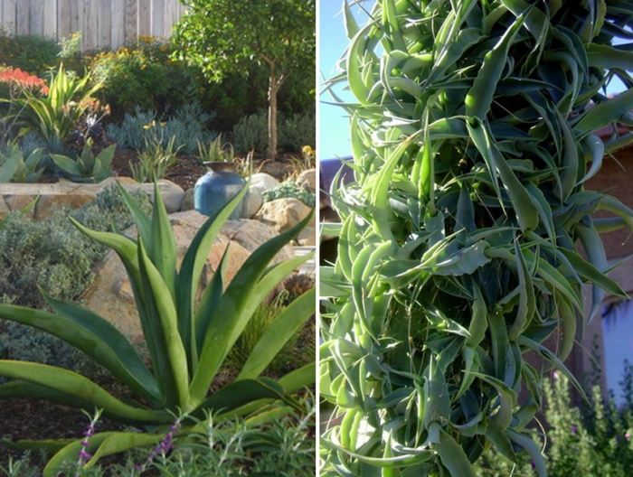 Chobotnica-agáve-agáve-vilmoriniana-dlhé-mäsité-listy