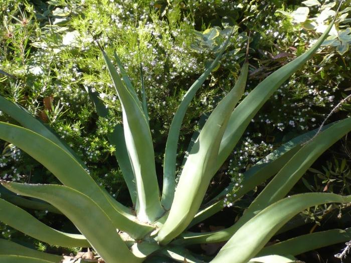chobotnica-agáve-veľké-listy-s kríkmi s hladkými hranami