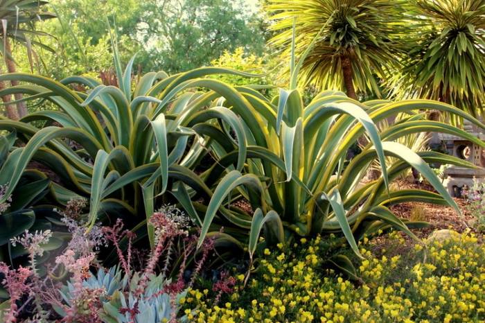 Agave-Vilmoriniana-v záhrade-rýchlo rastúce-odolné voči suchu-druhy-rastlín