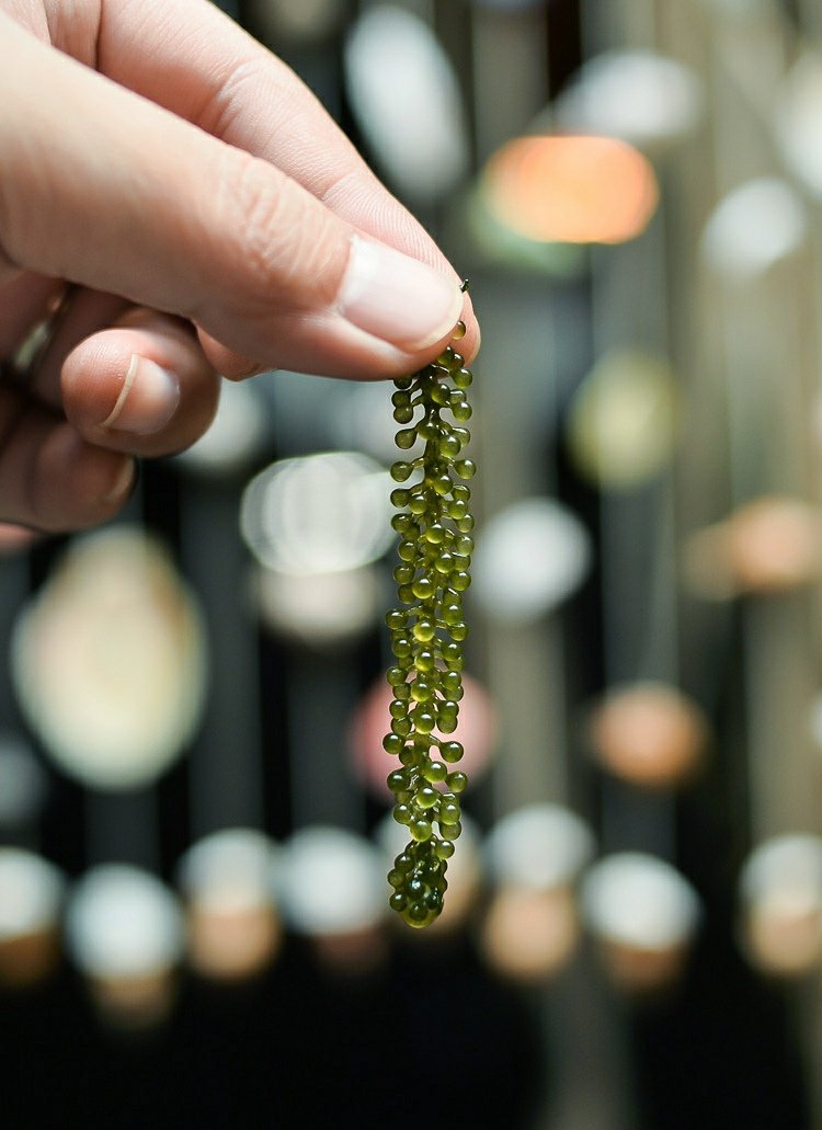 šalát z morských rias recept na zdravie morského hrozna účinky proti starnutiu pokožky