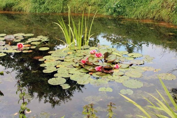 Cover-the-pond-floor-with-mach-natural-look-bažinaté jazero