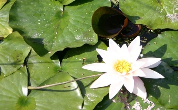 plávajúca rastlina-druh-lekno-biela-rybník-vegetácia