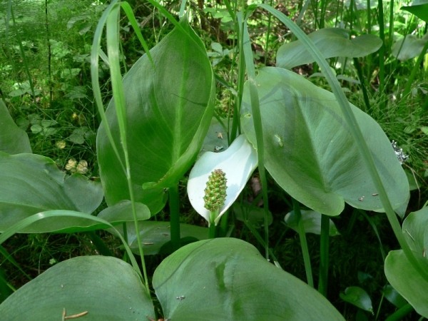 Drachenwurz-calla-palustris-rastliny-breh-rybník-v-plytkej-studni-dobre