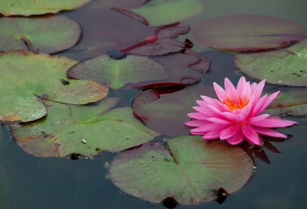 Záhradné jazierko-vytvorte-výsadbu-voda-vegetácia-tipy-lekná
