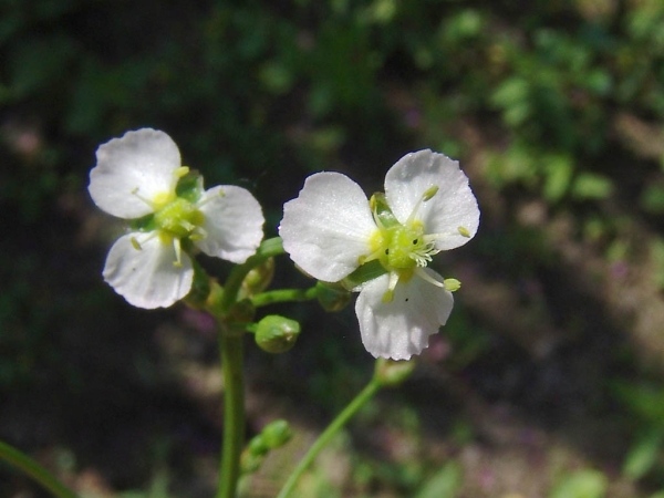 Obyčajná žaba-lyžica-alisma-plantago-aquatica-záhradná-jazierko-vyvážené-prostredie