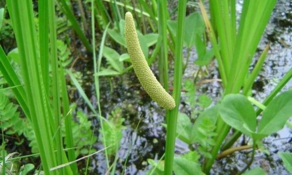 Indický-calamus-bahenný-calamus-acorus-calamus-rastliny-rastúci-v-hlbokej vode