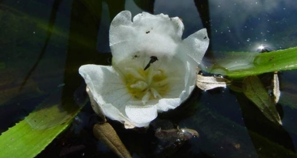 Raci-pazúry-Stratiotes-aloeviden-vodné-rastliny-záhradné-jazierko