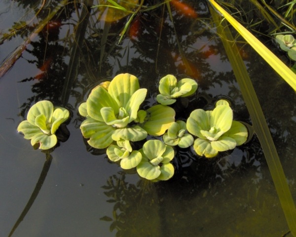 Vodný šalát-Pistia-stratiotes-zelená-vodná-ružová-rastliny-do-záhradného jazierka