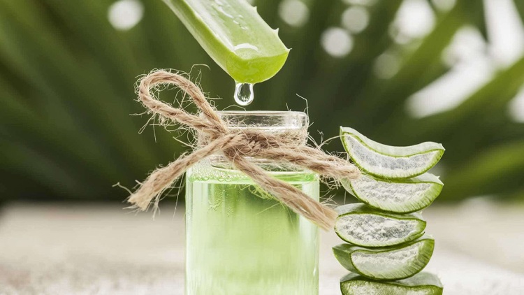 aloe vera aplikácia rastlín tropické pestovanie tipy krása