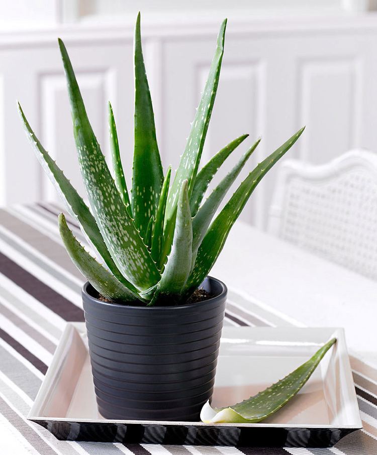 aloe vera rastlina aplikácia kvetináč izbové pestovanie rastlín