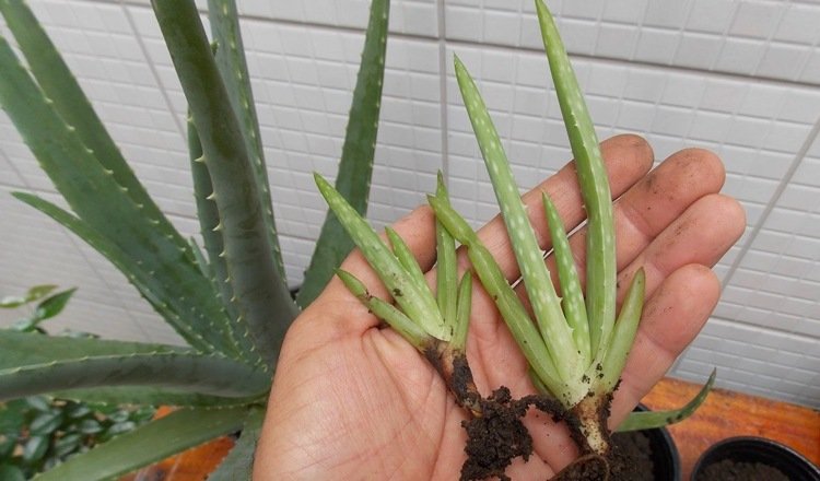 Aloe Vera odrezkami znásobí Kindel