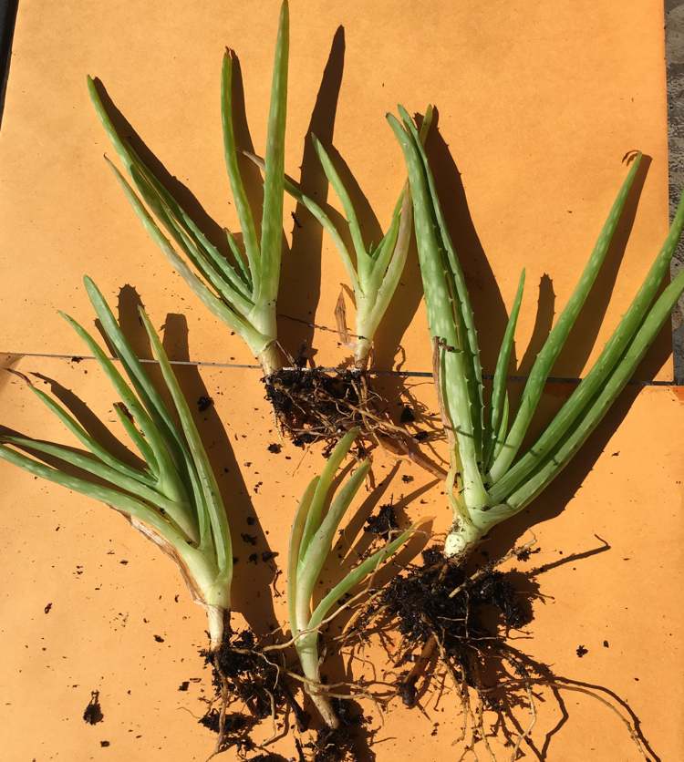 Aloe Vera Kindel sa v lete množí