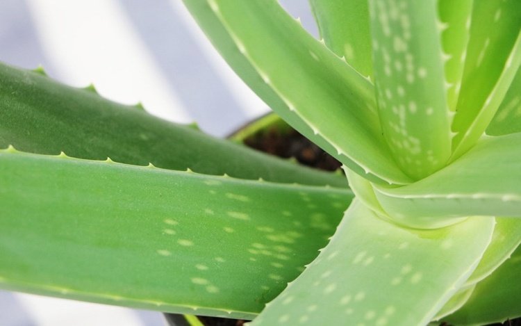 Starostlivosť o rastlinu aloe vera barbadensis doma