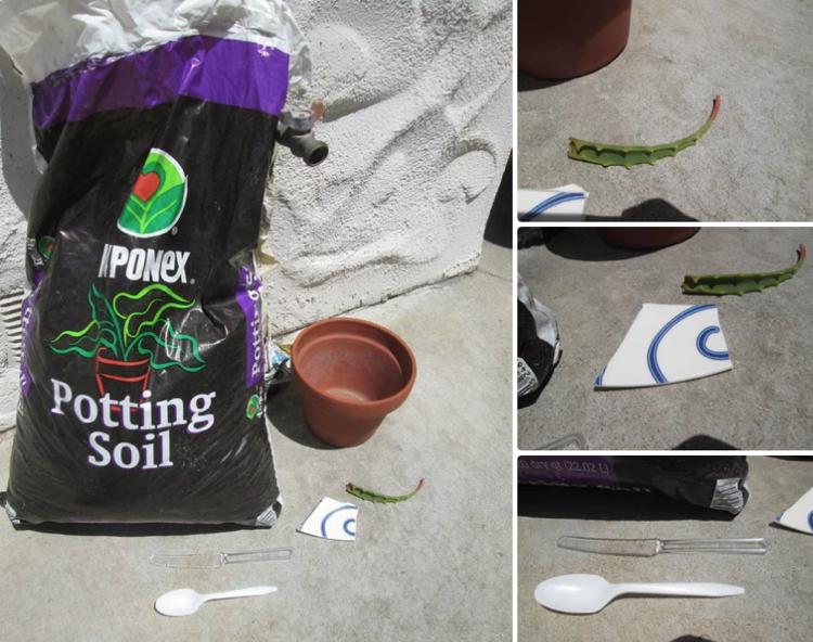 Kaktusová pôda Aloe Vera Rastlinné odrezky listov Hlinený hrniec