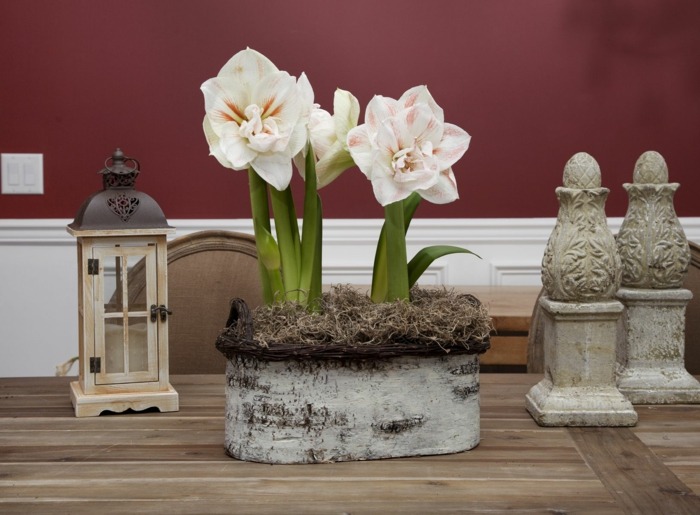 biely amaryllis nápady na dekoráciu stola, kvetináč Amaryllis nápady na dekoráciu stola na usporiadanie kvetináčov
