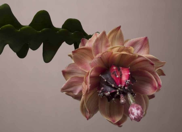 andreas verschijen hybridné rastliny kvety krížové kvetinové úpravy hybridné kvety andreas verschijen krížia kvetinové úpravy