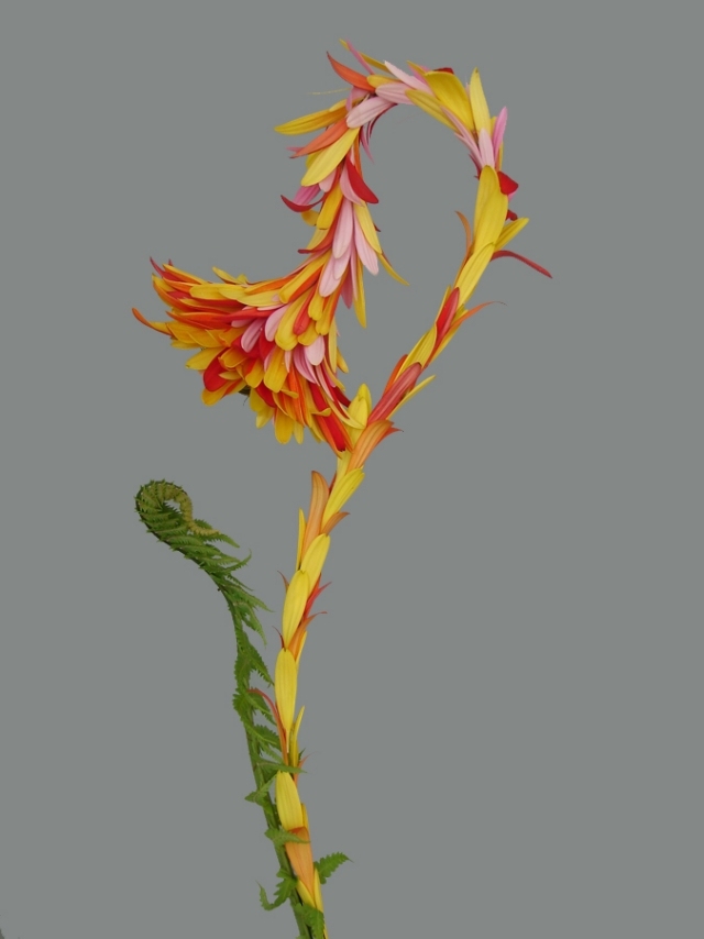 skrížené kvety podivné kvetinárstvo andreas verschijen krížené kvety hybridná kvetinárstvo andreas verschijen