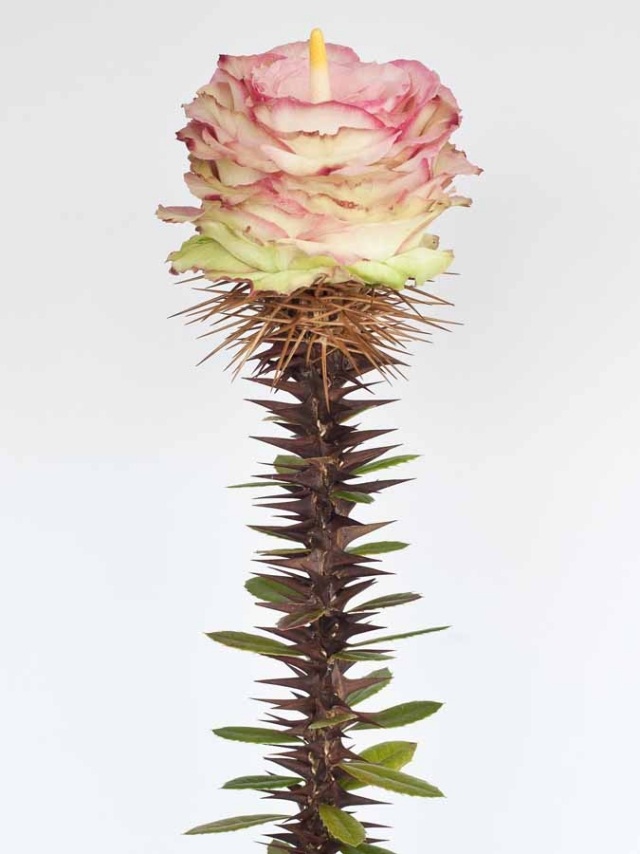 kvety hybridné rastliny kvetinové úpravy kvetinárstvo krížové kvety hybridné rastliny kvetinové úpravy kvetinárstvo