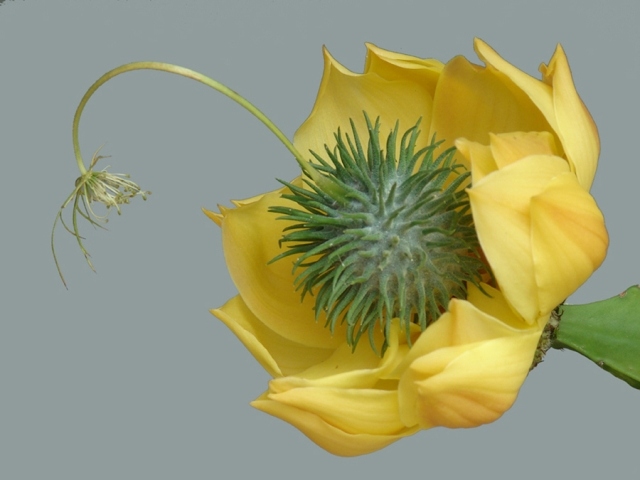 krížové kvety dekoratívne kvetinové úpravy andreas verschijen kvety krížia dekoratívne hybridné rastliny a aranžmány kvetov andreas verschijen